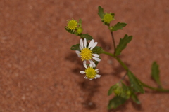 Calotis multicaulis