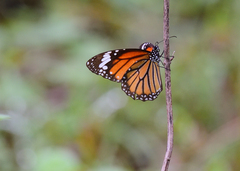Danaus genutia