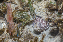 Holothuria notabilis