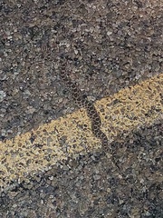 Sistrurus tergeminus