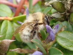 Bombus deuteronymus