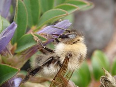 Bombus deuteronymus