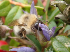 Bombus deuteronymus