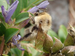 Bombus deuteronymus