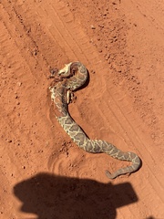 Crotalus durissus terrificus