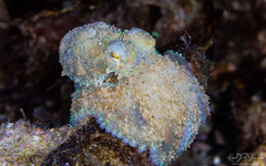 Amphioctopus