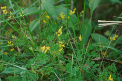 Corydalis