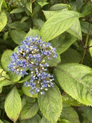 Hydrangea