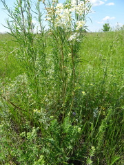 Filipendula vulgaris