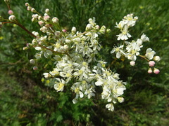 Filipendula vulgaris