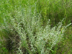 Artemisia dracunculus glauca