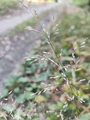 Poa nemoralis