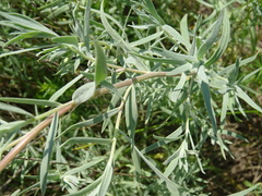 Artemisia dracunculus glauca