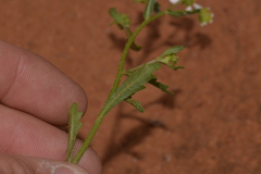 Calotis multicaulis