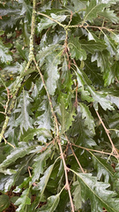 Quercus cerris