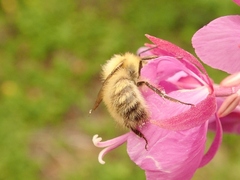 Bombus honshuensis