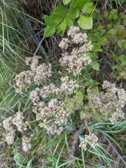 Eupatorium rotundifolium