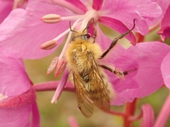 Bombus honshuensis