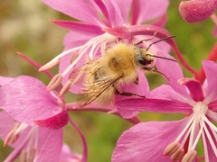 Bombus honshuensis
