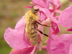 Bombus honshuensis