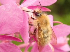 Bombus honshuensis