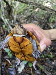 Kinosternon leucostomum