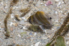 Parachaetodon ocellatus