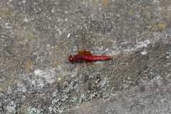 Crocothemis servilia mariannae