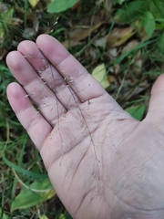 Poa nemoralis