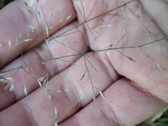 Poa nemoralis