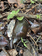 Kinosternon leucostomum