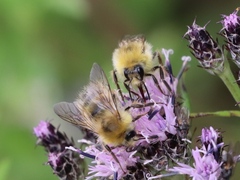 Bombus honshuensis