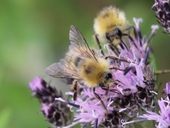 Bombus honshuensis