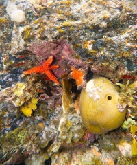 Uniophora granifera