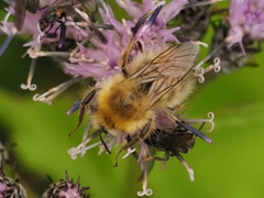 Bombus honshuensis