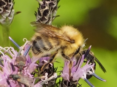 Bombus honshuensis