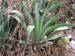 Agave desmettiana