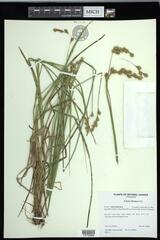 Carex foenea