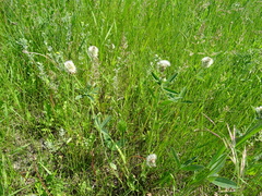 Trifolium montanum
