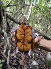 Kinosternon leucostomum