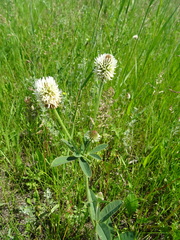 Trifolium montanum
