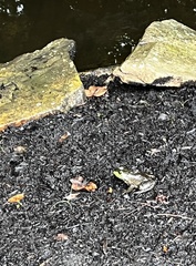 Lithobates clamitans