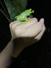 Agalychnis taylori