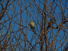 Serpophaga subcristata