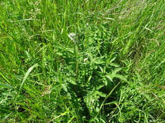 Filipendula stepposa