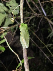 Agalychnis taylori