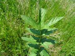 Filipendula stepposa