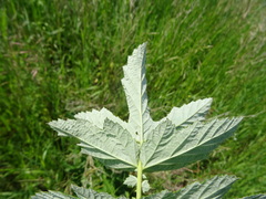 Filipendula stepposa