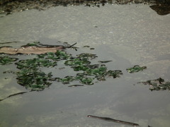 Nasturtium officinale