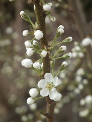 Cerasus